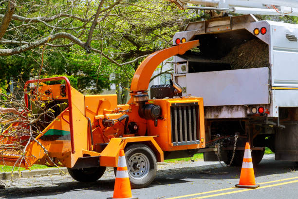 Trusted Destrehan, LA Tree Care Services Experts