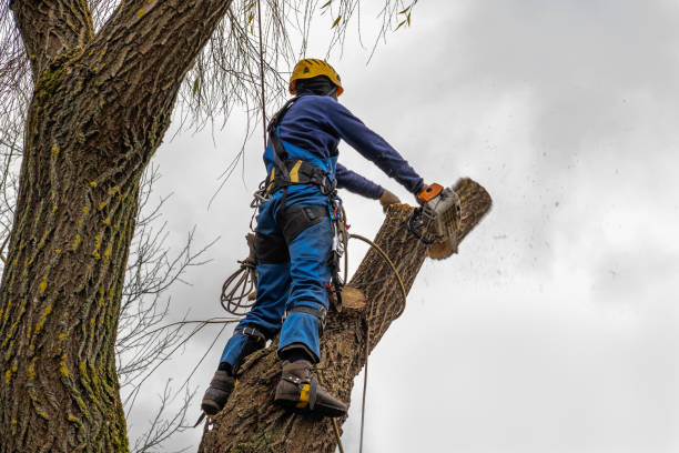 How Our Tree Care Process Works  in  Destrehan, LA